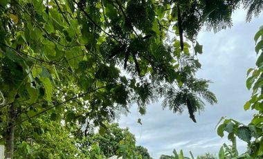 Land for sale in Nong Chom, Chiang Mai