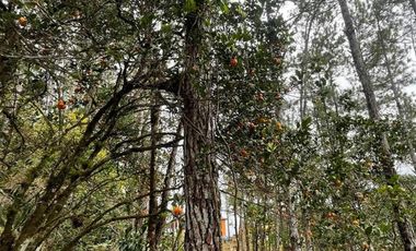Venta terreno con cabaña en Altos de Cerro Azul, Chilibre