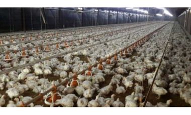 VENDO GRANJA AGRCOLA EN LA CHORRERA SANTA RITA 4 HECTREAS