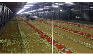 VENDO GRANJA AGRCOLA EN LA CHORRERA SANTA RITA 4 HECTREAS