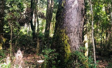 Sitio en Venta en Fundo Ermitaño, Llanada Grande, Cochamó