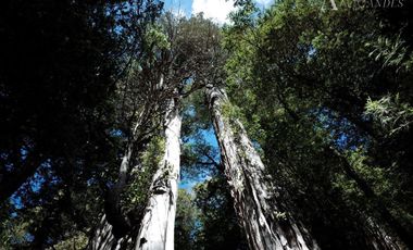 Sitio en Venta en Fundo Ermitaño, Llanada Grande, Cochamó