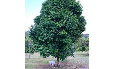 Se Vende Finca en Altos De Pacora $ 600 k AB