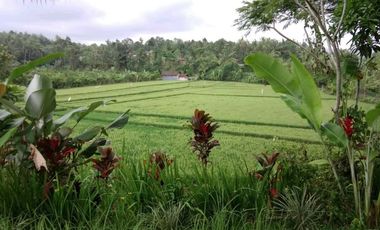 land for sale view terraced rice field in tabanan bali