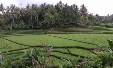 land for sale view terraced rice field in tabanan bali