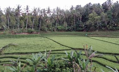 land for sale view terraced rice field in tabanan bali