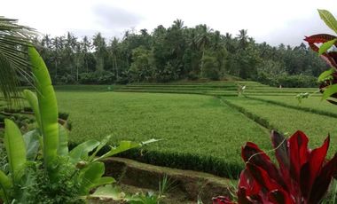 land for sale view terraced rice field in tabanan bali