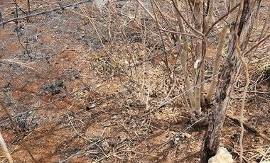 Terreno de 126 has en venta, Tizimin, Yuc., Buena Ubicación.