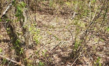 Terreno de 126 has en venta, Tizimin, Yuc., Buena Ubicación.