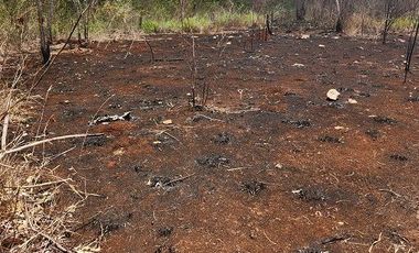 Terreno de 126 has en venta, Tizimin, Yuc., Buena Ubicación.