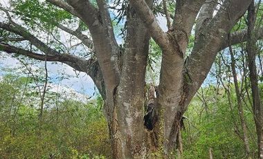 Terreno de 126 has en venta, Tizimin, Yuc., Buena Ubicación.