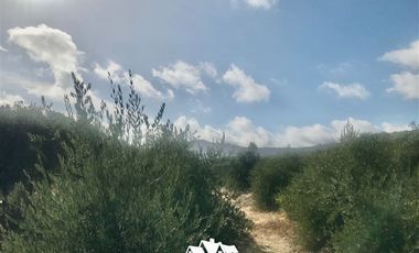 Sitio en Venta en camino pencahue sector Quepo hacia el norte