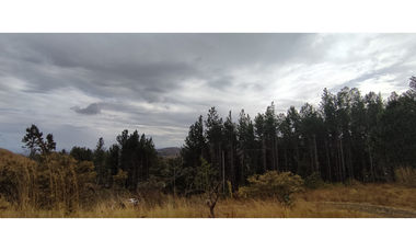 Se Vende Finca de 7.7 hectáreas en San Carlos Laguna