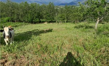VENTA DE LOTE U/C TAMESIS, SUROESTE ANTIOQUEÑO