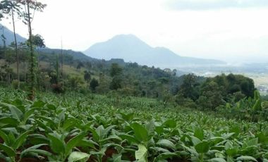 Jual tanah subur cocok pertanian perkebunan dikadungora Garut Jawa barat