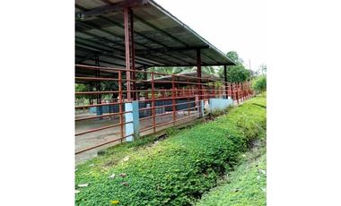 VENDO 170 HECTAREAS LECHERIA BOQUERON