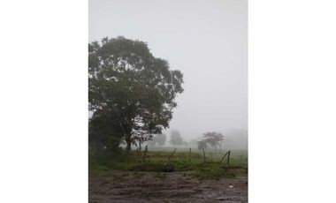 VENDO 170 HECTAREAS LECHERIA BOQUERON