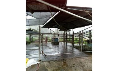 VENDO 170 HECTAREAS LECHERIA BOQUERON