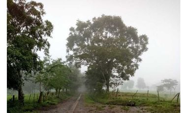 VENDO 170 HECTAREAS LECHERIA BOQUERON