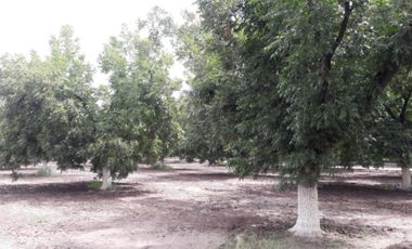 TERRENOS CAMPESTRE EN VENTA EN GOMEZ PALACIO DGO.