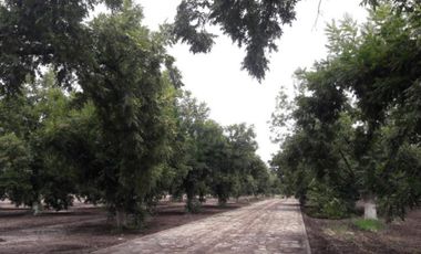 TERRENOS CAMPESTRE EN VENTA EN GOMEZ PALACIO DGO.