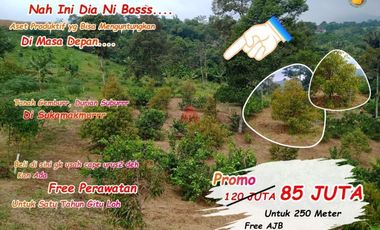Investasi Tanah dan Kebun Harga yang Mantap