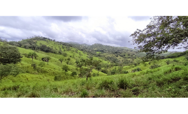 Se Vende Finca de 500 Hectáreas en Soná - Veraguas