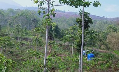 Cheap land for sale 600 hectares in Nagrak Pacet Bandung