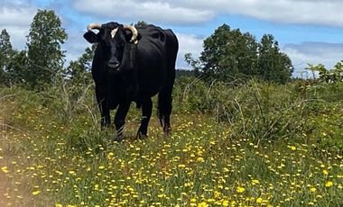Se vende Terreno Agrícola, Villarica, Región de La Arucanía
