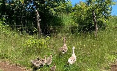 Se vende Terreno Agrícola, Villarica, Región de La Arucanía