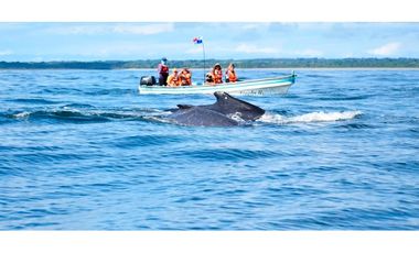 Se Venden 40 Hectáreas Isla Paradisiaca Archip Las Perlas USD30$xM2