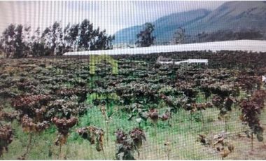 FINCA EN ATUNTAQUI 5 HAS