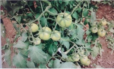 FINCA EN ATUNTAQUI 5 HAS