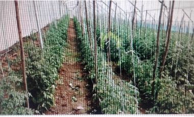 FINCA EN ATUNTAQUI 5 HAS