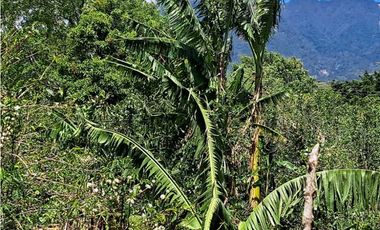 VENDO LOTES DE MIL METROS EN PALMIRA