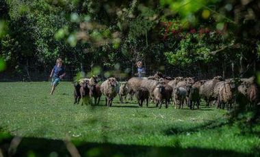 Parcela en Venta en Hacienda Aguas de Maullín - Los Muermos - Puerto Montt