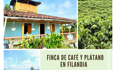 FINCA DE CAFÉ Y PLATANO FILANDIA 4878