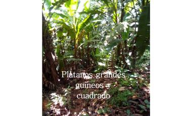 VENTA FINCA MARGARITA DE CHEPO