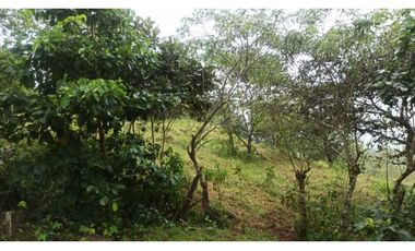 VENTA FINCA MARGARITA DE CHEPO