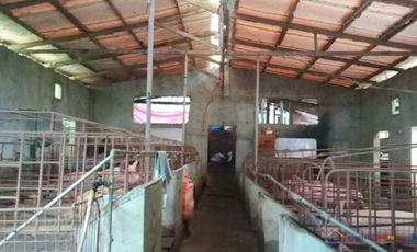 Rush Sale! Farm Lot for Sale with Small House and Fruit Bearing Trees in Mataas na kahoy, Batangas