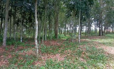Tanah 5000m2 cocok perkebunan akses masuk mobil di Cibatu Purwakarta