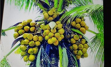 SE VENDE CASA EN CORONADO