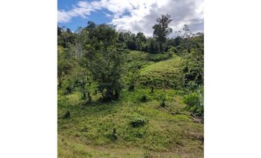 VENDO 10 HECTAREAS CON AGUA BOCAS DEL TORO