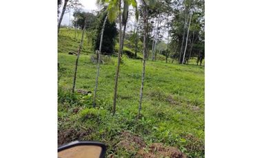 VENDO 10 HECTAREAS CON AGUA BOCAS DEL TORO