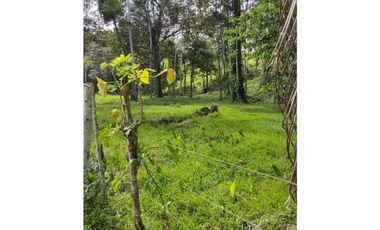 VENDO 10 HECTAREAS CON AGUA BOCAS DEL TORO