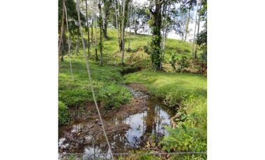 VENDO 10 HECTAREAS CON AGUA BOCAS DEL TORO