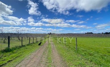 Agrícola en Venta en Camino Angol - Renaico