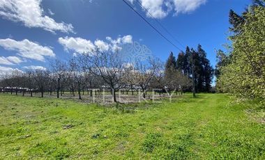 Agrícola en Venta en Camino Angol - Renaico