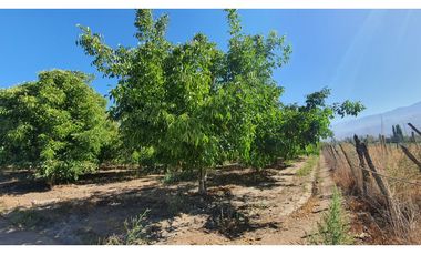 Venta parcela 3,95 Has de nogales en producción San Esteban