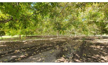 Venta parcela 3,95 Has de nogales en producción San Esteban